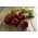 Củ cải đường "Astar" - lý tưởng cho nước ép và cô đặc - 500 hạt - Beta vulgaris