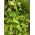 Caigua - 15 semillas - Cyclanthera pedata