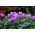 Cyclamen Neapolitanum