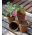 Pots de tourbe ronds ø6 cm - 100 pièces - 