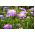 ดอกไม้ Scabiosa ปักดอกไม้ผสมสี 110 เมล็ด - Scabiosa atropurpurea