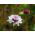 ดอกไม้ Scabiosa ปักดอกไม้ผสมสี 110 เมล็ด - Scabiosa atropurpurea