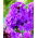 Флокс - фиолетовый - Phlox