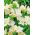 Freesia Double White - 10 bulbi