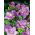 Freesia - Double Blue - paquete de 10 piezas