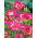 Fréziák - Double Pink - csomag 10 darab - Freesia