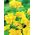 Freesia Double Yellow - 10 kvetinové cibule