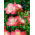 Freesia Single Pink - 10 bulbi