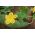 Svampgurka - Luffa cylindrica - Odla dina egna miljövänliga naturliga tvättsvampar - Färska frön