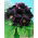 Gloxinia - Hollywood