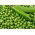 Pea "Polar Nochowski"