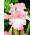 Iris germanica Pink - bebawang / umbi / akar