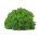 Kale - Kadet - Tall, Curled, Frost-Hardy Leaves - Fresh Seeds