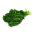 羽衣甘蓝“Cadet” - 高大的卷曲叶子 -  600粒种子 - Brassica oleracea L. var. sabellica L. - 種子