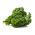 羽衣甘蓝“Cadet” - 高大的卷曲叶子 -  600粒种子 - Brassica oleracea L. var. sabellica L. - 種子