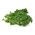 Kale "Corporal" - matala kasvava tummanvihreä, kiiltävät lehdet - 300 siementä - Brassica oleracea convar. acephala var. Sabellica - siemenet