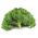 Kale "Vitessa" - pale green, medium tall - 600 seeds