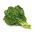 Kale "Vitessa" - pale green, medium tall - 600 seeds