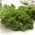 Kale "Vitessa" - pale green, medium tall - 600 seeds