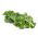 Kale "Vitessa" - pale green, medium tall - 600 seeds
