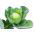 Біла капуста "Бенія" - компактні, смачні голови - Brassica oleracea convar. capitata var. alba - насіння