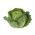 Savojská kapusta "Mira Polana" - bez náznaku horkosti - 325 semien - Brassica oleracea var. sabauda  - semená