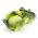 Savoykål - Roma Polana - 325 frön - Brassica oleracea var. sabauda