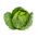 Savoykål - Roma Polana - 325 frön - Brassica oleracea var. sabauda