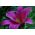 Copac Lily Lilium Purple Prince - bulb / tuber / rădăcină