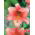 Lirios Casa Rosa - Lilium Casa Rosa