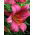 Giglio Pink Perfection - Lilium Pink Perfection