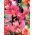 Lilium, Lily Pink Tiger - bulb / tuber / root - Lilium Pink Tiger
