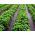 Sort anti-ukrudtsfleece (agrotextile) - til bortskaffelse - 3,20 x 5,00 m - 