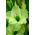 Gladiolus النجم الأخضر - 5 البصلة - Gladiolus Green Star