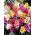 Ixia Mix - pakke med 25 stk