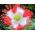 Opium poppy "Danish flag", Breadseed poppy - 1000 seeds