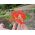Opium poppy "Danish flag", Breadseed poppy - 1000 seeds