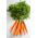 Porkkana - Olympus - Flakkee - 4250 siemenet - Daucus carota