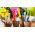 Pisane etikete sadik in rastlin 10 cm - 40 kosov - 