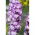 Pied d'alouette Vivace - Mélange - Delphinium x cultorum - Hautes pointes, vivace et vibrante - Graines fraîches