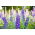 Pied d'alouette Vivace - Mélange - Delphinium x cultorum - Hautes pointes, vivace et vibrante - Graines fraîches