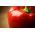 Poivron - Iga - 60 graines - Capsicum L.