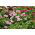 Geranium, storksbill - mix de culoare - 10 semințe - Pelargonium L'Hér.