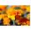 French Marigold - Petite Orange - Tagetes patula - Natural Defence, Vibrant Orange Blooms - Fresh Seeds