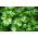 Parsley daun "Fest" - 1200 biji - Petroselinum crispum  - benih