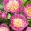 Pionsläktet - Bowl of Beauty - Paeonia
