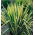 Yucca filamentosa - Golden Sword