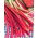 Rheum, Champagne Merah Rhubarb - umbi / umbi / akar - Rheum rhabarbarum