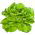 Alface manteiga - Edyta Ożarowska - verde - 900 sementes - Lactuca sativa L. var. capitata