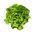 Alface manteiga - Edyta Ożarowska - verde - 900 sementes - Lactuca sativa L. var. capitata